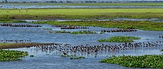 Los Llanos Venezuela