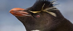 Pinguini dell'Antartide