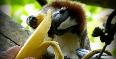 Monkey Island Monkey Island