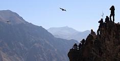 Condor Canyon del Colca Condor Canyon del Colca