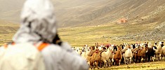 Colca