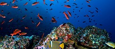 snorkeling