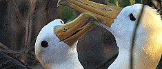 Galapagos - Viaggio in Ecuador
