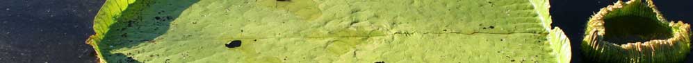 Viaggi Bolivia > Pampas - &copy; Jonathan Lewis -