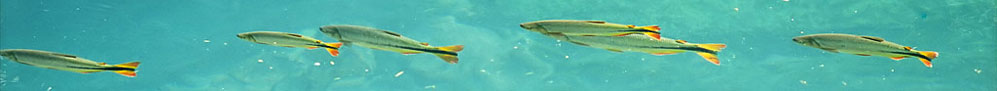 Viaggi Brasile > Bonito - &copy; archivio Ruta 40 -