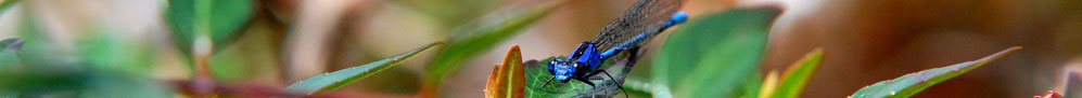Viaggi Costa Rica - Nessun Ingrediente Artificiale - &copy; archivio Ruta 40 -