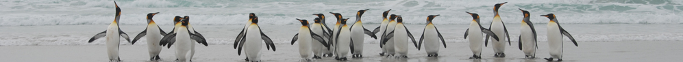 Falklands / Malvinas > Volunteer Point - &copy; archivio Ruta 40 -