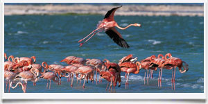 Antille > Bonaire Flamingo - � archivio Ruta 40 -