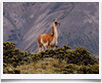 Guanaco sulla Ruta 40 - © archivio Ruta 40 - Guanaco sulla Ruta 40 - © archivio Ruta 40 -