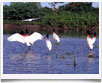 Brasile > Pantanal - © archivio Ruta 40 - Brasile > Pantanal - © archivio Ruta 40 -