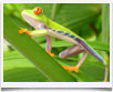 Costa Rica > Abitante Tipico - © Ruta 40 - Costa Rica > Abitante Tipico - © Ruta 40 -