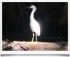 Costa Rica > Bird Watching - © Ruta 40 - Costa Rica > Bird Watching - © Ruta 40 -