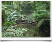 Costa Rica > Corcovado - © archivio Ruta 40 - Costa Rica > Corcovado - © archivio Ruta 40 -