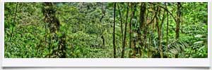 Costa Rica Rainforest - © Trey Ratcliff - Costa Rica Rainforest - © Trey Ratcliff -