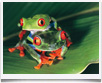 Costa Rica > Rane Tortuguero - &copy; Fabio Liverani -