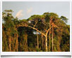 Ecuador > Amazzonia - © archivio Ruta 40 - Ecuador > Amazzonia - © archivio Ruta 40 -