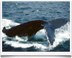 Ecuador > Whale Watching - © archivio Ruta 40 - Ecuador > Whale Watching - © archivio Ruta 40 -