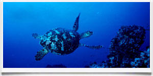 Galapagos > Diving - © archivio Ruta 40 - Galapagos > Diving - © archivio Ruta 40 -