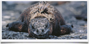 Galapagos > Abitante Tipico - © archivio Ruta 40 - Galapagos > Abitante Tipico - © archivio Ruta 40 -