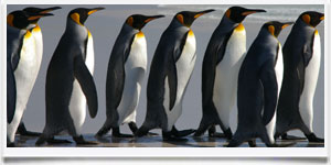 Viaggio alle Falklands > Abitante Tipico - � Ben Tubby -