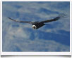Per� Condor - &copy; archivio Ruta 40 -