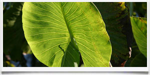 Ecoturismo > Viaggiare Rispettando L'Ambiente - &copy; Dag Peak -