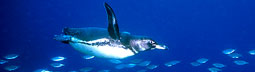 Galapagos - &copy; archivio Ruta 40 -
