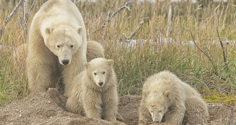 canada: the ultimate polar bear adventure