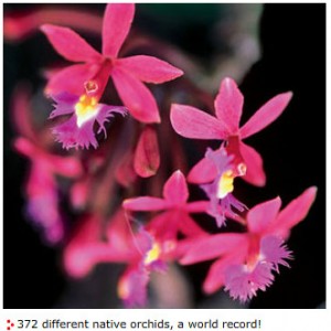 Orchidee Machu Picchu > Perù Orchidee Machu Picchu > Perù